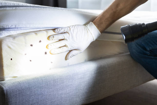 Best Termite Control Services  in King, WI