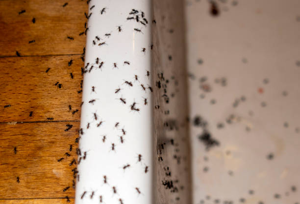 Pest Prevention Services in King, WI