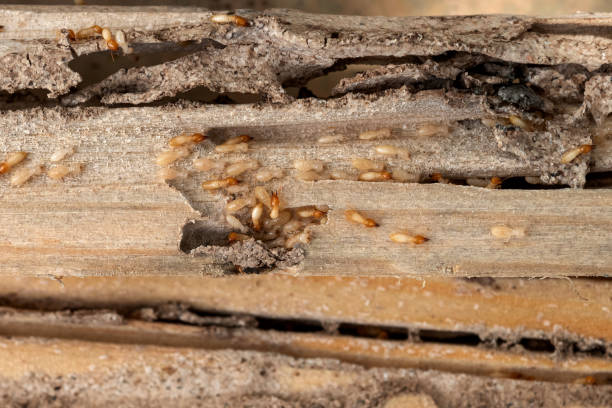 Best Local Pest Control Services  in King, WI