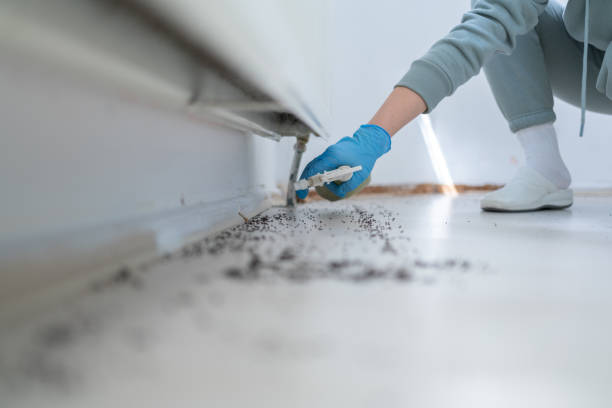 Best Local Pest Control Services  in King, WI